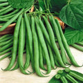 Top Crop Bush Green Bean 50 Seeds - Heirloom, NON-GMO, Stringless, Organic Variety, Phaseolus vulgaris