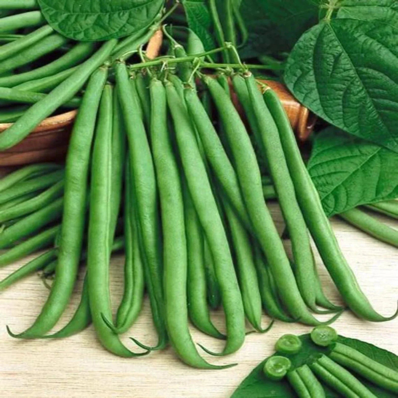 Top Crop Bush Green Bean 50 Seeds - Heirloom, NON-GMO, Stringless, Organic Variety, Phaseolus vulgaris