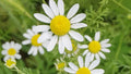 Roman Chamomile Seeds - NON-GMO Ground Cover for Teas & Medicine - Multiple Sizes Available - Chamaemelum nobile