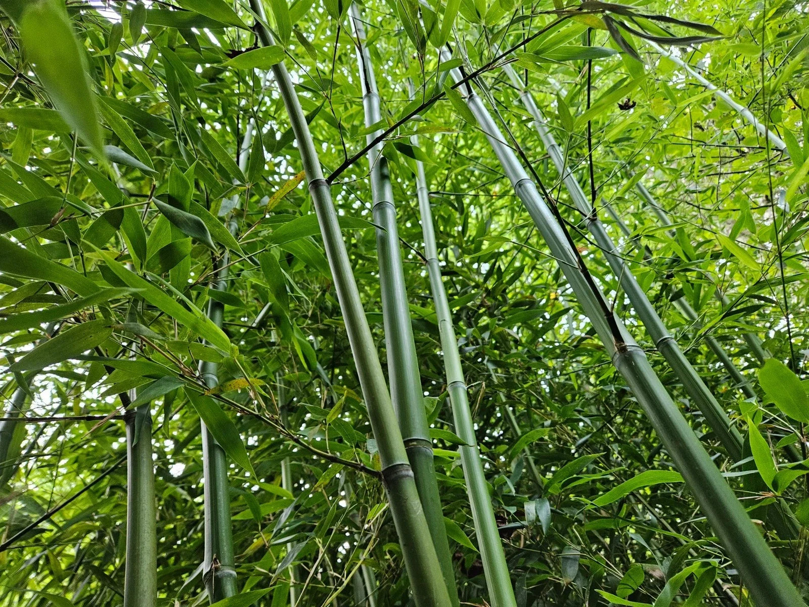 Live Rhizomes – Madake Bamboo, Privacy Screen Plant, Phyllostachys bambusoides, Hardy Garden Bamboo
