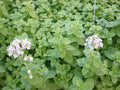 Sweet Marjoram Herb Seed Pack | 1000+ Fresh Seeds | Origanum majorana