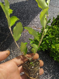 Barbados Cherry Tree Live Plant | Acerola Cherry | Superfruit Packed with Vitamin C | Organic, Pesticide-Free | Tropical Fruit Tree