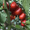 Napoli Tomato Seeds - 30+ Heirloom Organic Non-GMO Seeds - Solanum lycopersicum