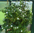 Maid of Orleans Jasmine Starter Plant - Extremely Fragrant Jasminum sambac Rooted Plant