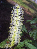 Mimosa Tenuiflora Seeds - 10 Seeds - Drought-Resistant Plant for 2024 Season - Mimosa Hostilis