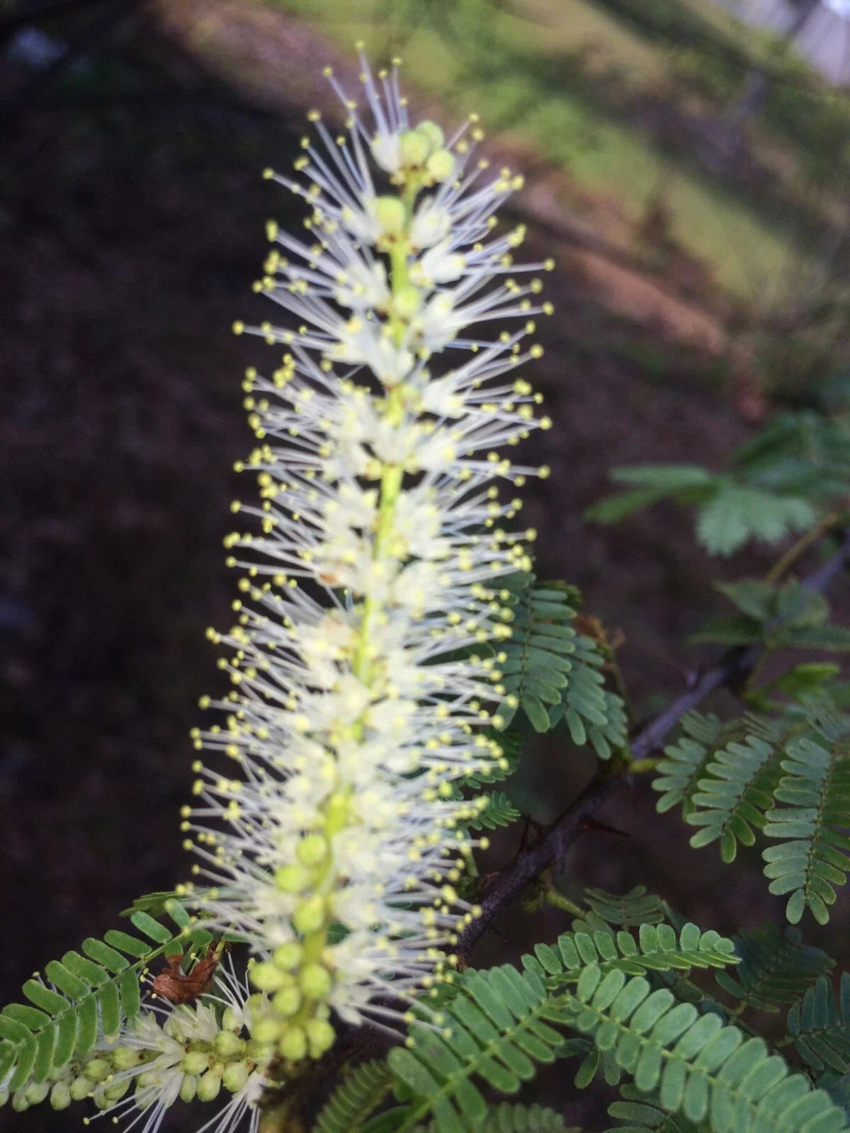 Mimosa Tenuiflora Seeds - 10 Seeds - Drought-Resistant Plant for 2024 Season - Mimosa Hostilis