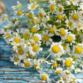 Roman Chamomile Seeds - 500 Heirloom Non-GMO Medicinal Fragrant Perennial (Chamaemelum nobile)