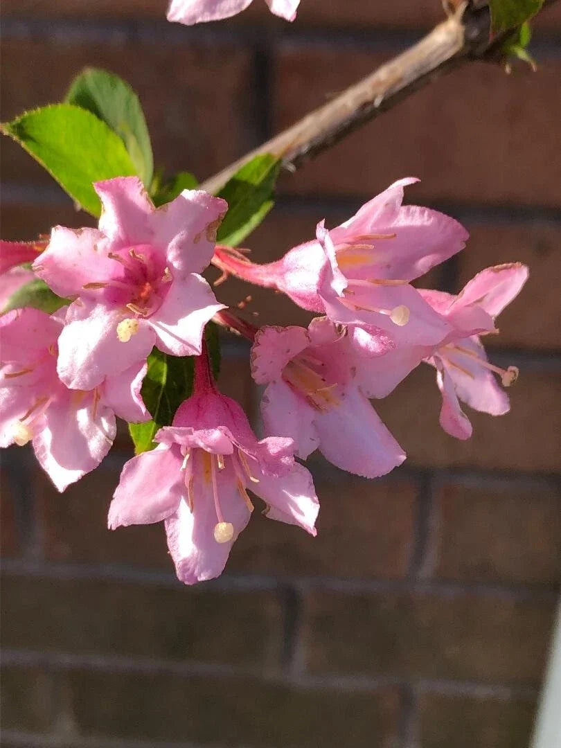 Weigela 3 Cuttings 6-8" Pink Princess - Hummingbird Attracting Weigela florida
