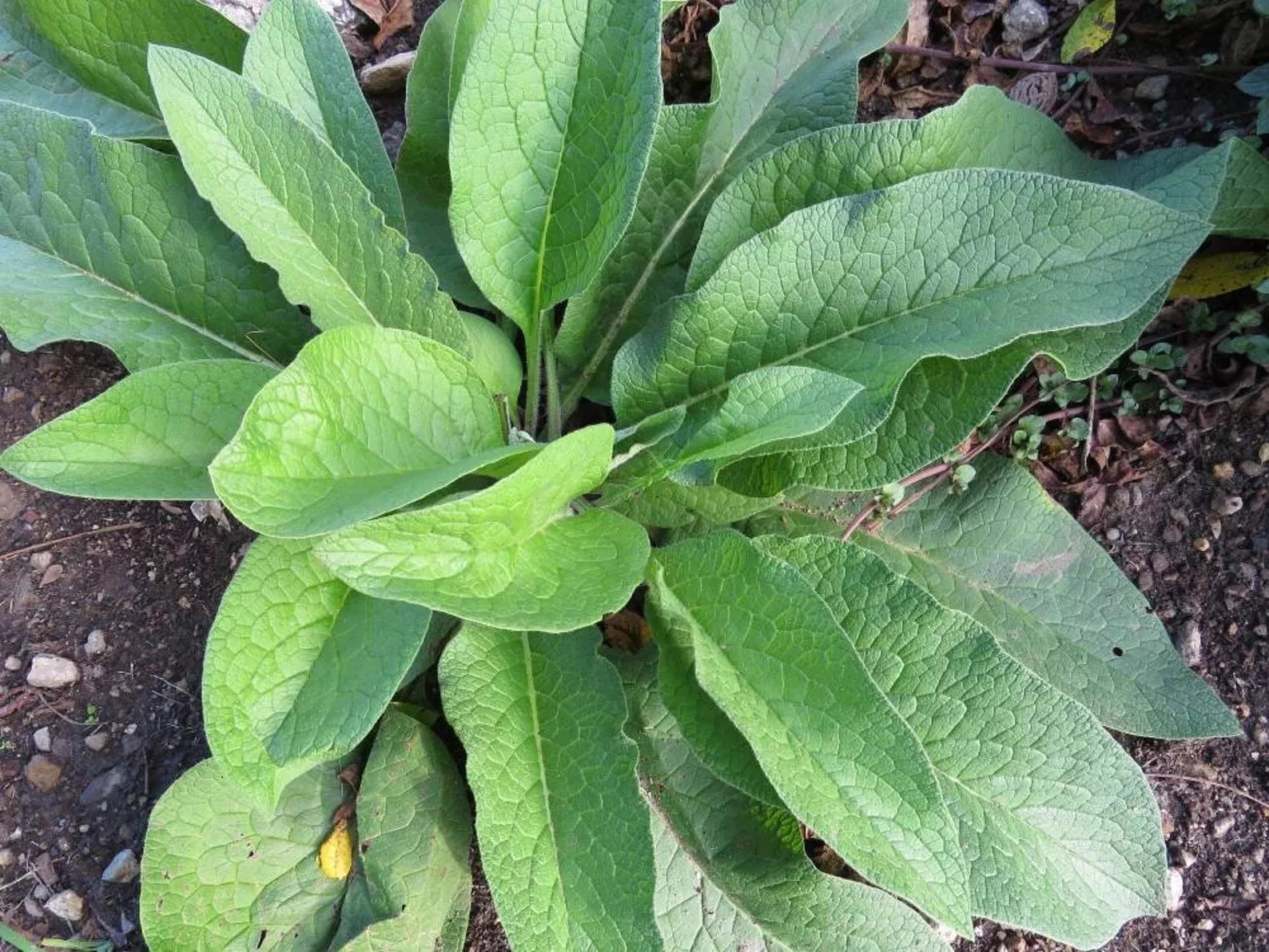 Russian Comfrey Root Cuttings - 5+ Freshly Dug Bocking 14 - Organic Planting Material (Symphytum x uplandicum)