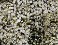 Baby's Breath Seeds 500+ Count White Flowers Gypsophila Elegans Drought Tolerant