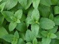 1000 Lemon Balm Seeds - Non-GMO Variety - Melissa officinalis Herbal Garden Seeds