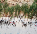 Eastern Red Cedar Juniper Seedlings 4-8" Live Trees (25) Vibrant Red Foliage Juniperus Virginiana
