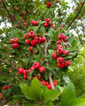 Mayhaw Fruit Tree 2' Heirloom Seedling Crataegus aestivalis Red Apple-Shaped Fruit USA Seller