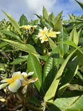 Yellow Plumeria Starter Cutting 10 inch Unrooted Single Head Plumeria rubra - Pack of 10
