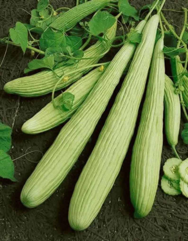 25+ Armenian Yard Long Cucumber Seeds - Organic Non-GMO Heirloom - Cucumis melo