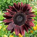 Chocolate Cherry Sunflower Seeds - 50+ Heirloom Organic Non-GMO - Rare Variety (Helianthus annuus)