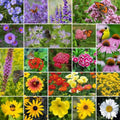 Mixed Perennial Wildflower Seeds - 200 Pack - Diverse Colors and Varieties - Native to North America