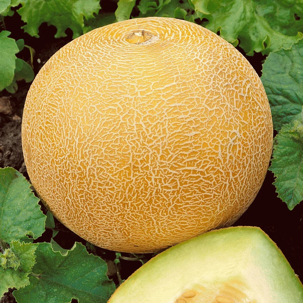 Organic Heirloom Cantaloupe Seeds - 40+ Delicious Melon Seeds for Summer Garden - Cucumis melo