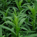 Tarragon Herb Seeds - 300 Non-GMO Organic Open Pollinated - Artemisia dracunculus
