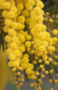 Golden Mimosa Tree Seeds - 30 Seeds - Acacia baileyana - Drought-Tolerant, Ornamental Tree for Gardens and Landscaping