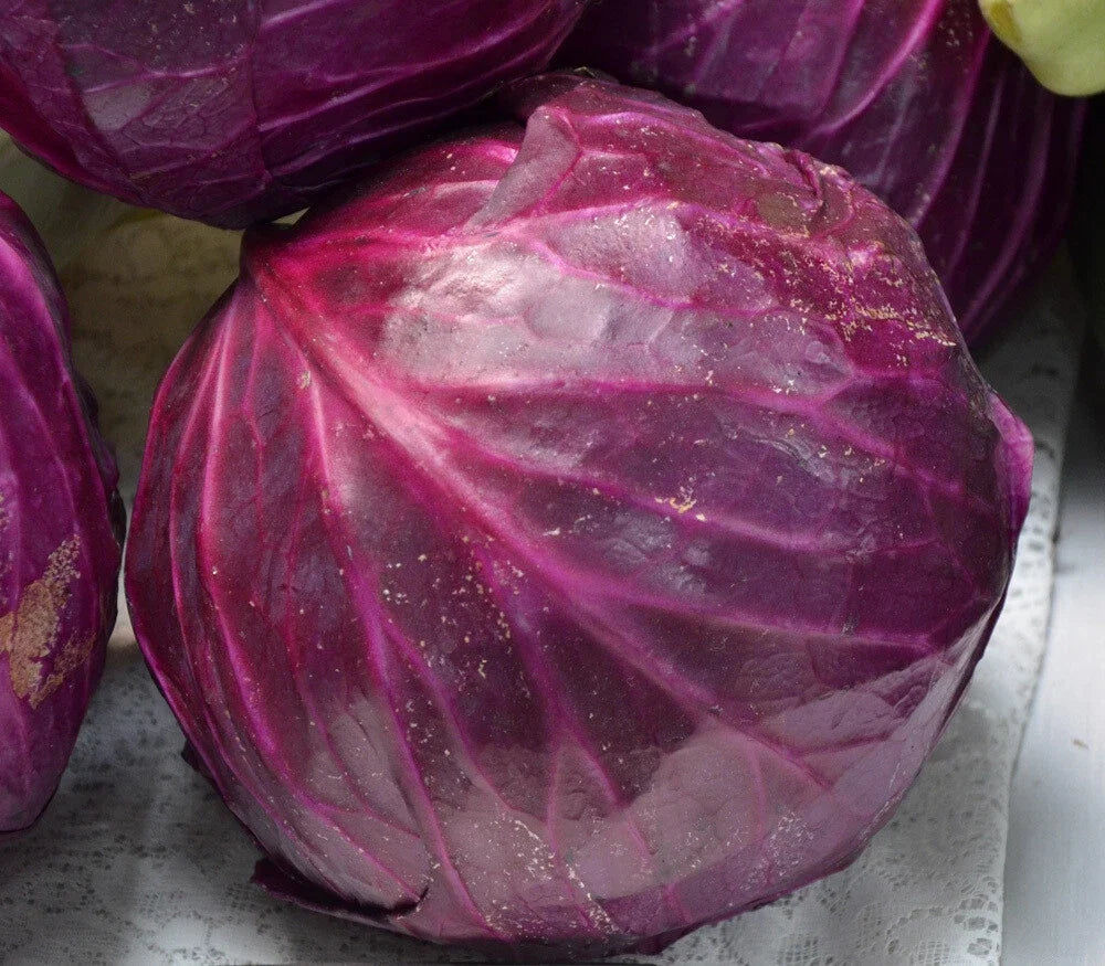 Red Acre Cabbage Seeds, Non-GMO, Coleslaw Variety, Multiple Sizes, Brassica oleracea