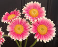 Gerbera Daisy Seeds - 200+ Pink & White Varieties for Garden Planting - Gerbera jamesonii - USA