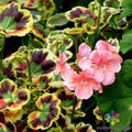 Mrs. Henry Cox Geranium Seeds - 25+ Crazy Colors - Ideal for Garden - Pelargonium x hortorum
