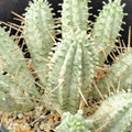 Rare Euphorbia Mammillaris Variegata Cuttings - 3" Long Unrooted - 2-Pack Succulent Plant Trimmings