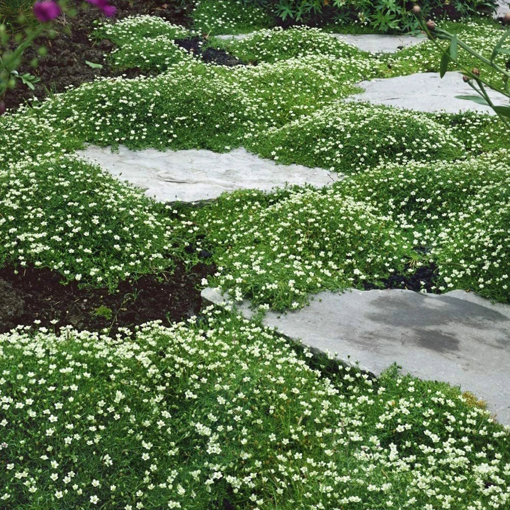 Irish Moss Seeds - 1 oz - Attractive Ground Cover Plant - Chondrus crispus