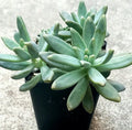 Pachyveria "Blue Pearl" - 2 Inch Diameter Succulent Plants - Easy Care Indoor Decor