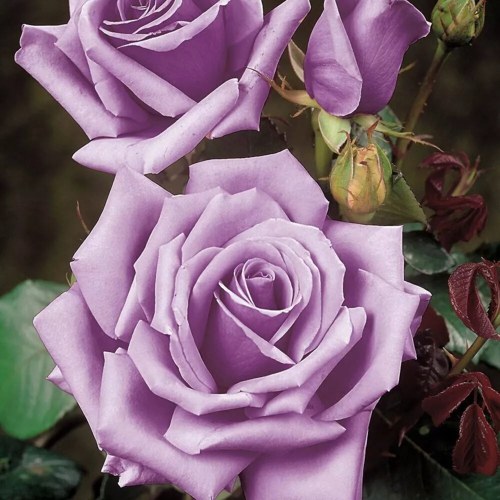 Rose Bush Cuttings - 3 Unrooted 6" Blue Girl Live Flower Plant - Awarded Shrub (Rosa 'Blue Girl')
