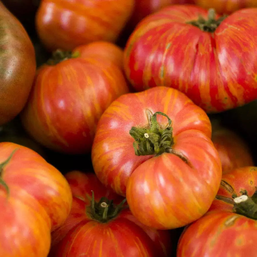 Hillbilly Heirloom Tomato Seeds 50 Ct - Indeterminate, Non-GMO Vegetable Seeds, Heirloom Variety for Home Garden