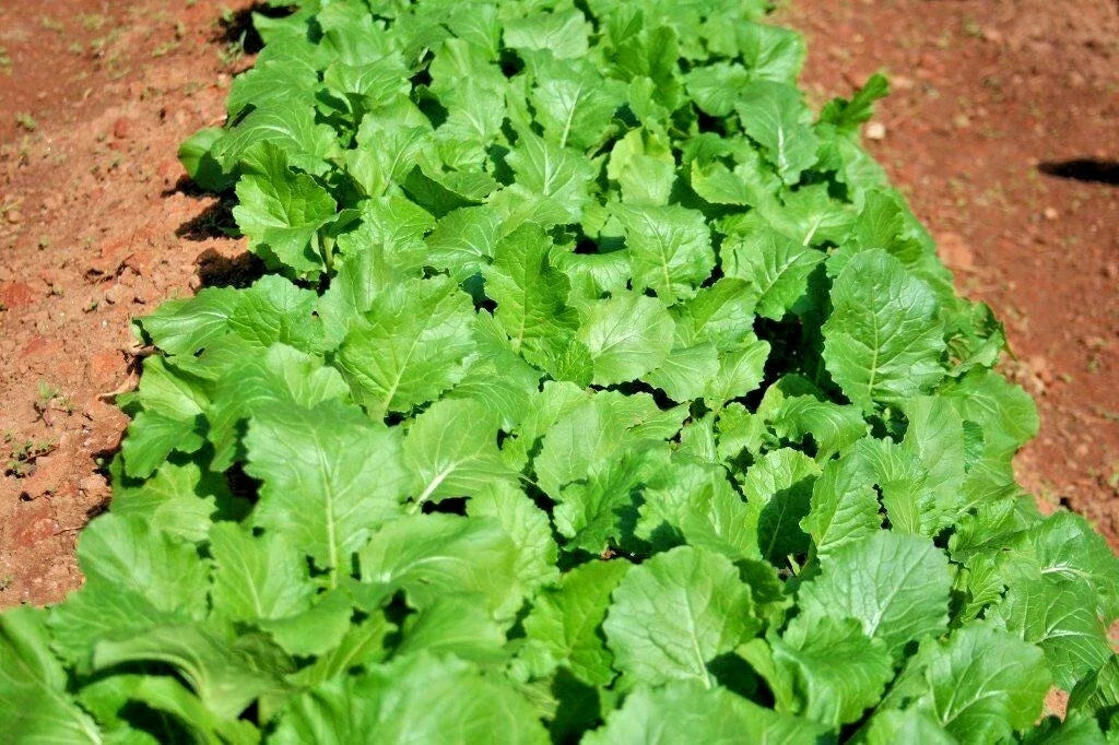 Seven Top Turnip Seeds - Organic Vegetable Garden Seeds for Containers - Brassica rapa - 1000+ Seeds