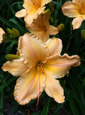 Yellow Daylily Plant - 7.5" Blooms - Yellow Apricot Variety - Hemerocallis 'Clif Hayes' Bare Root
