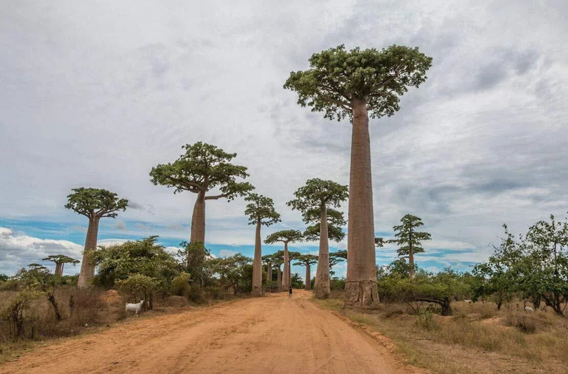 Baobab Tree Seeds - Capricata Variety - Rare Tropical Adansonia Digitata - Grow Your Own