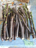 8 Fresh Fig Cuttings – Mixed Variety Collection Perfect for Propagation and Gardening - Ficus carica