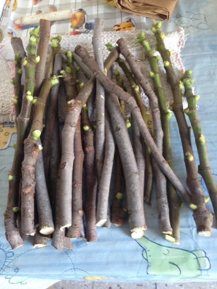 8 Fresh Fig Cuttings – Mixed Variety Collection Perfect for Propagation and Gardening - Ficus carica