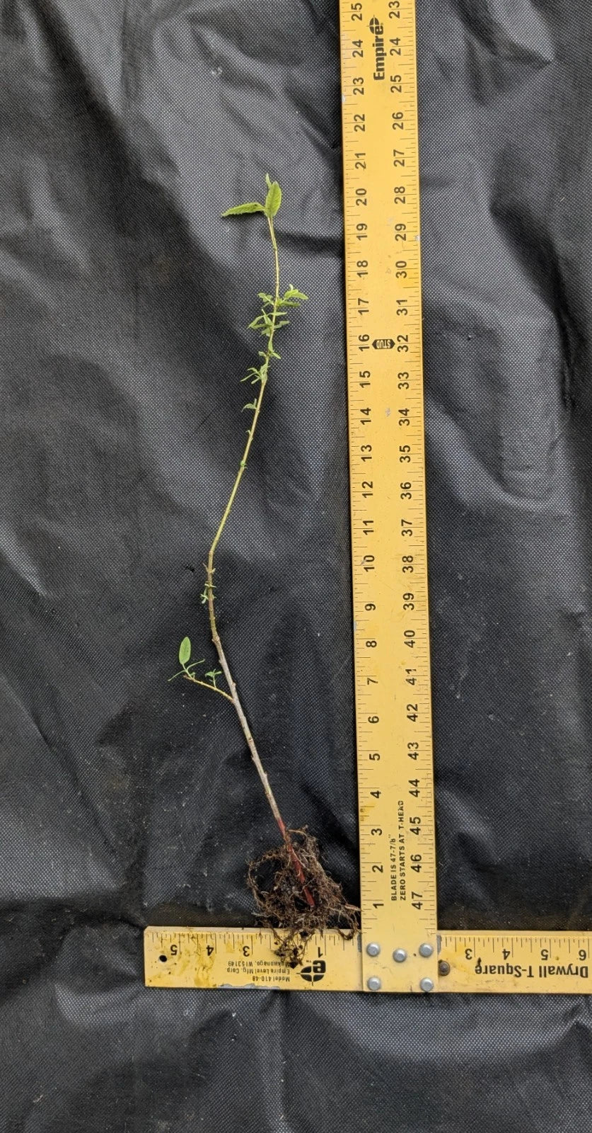 Corkscrew Willow Tree 1–2 ft Tall | Bare Root Live Tree | Dragon’s Claw Willow | Salix matsudana 'Tortuosa' | Unique Landscape Tree