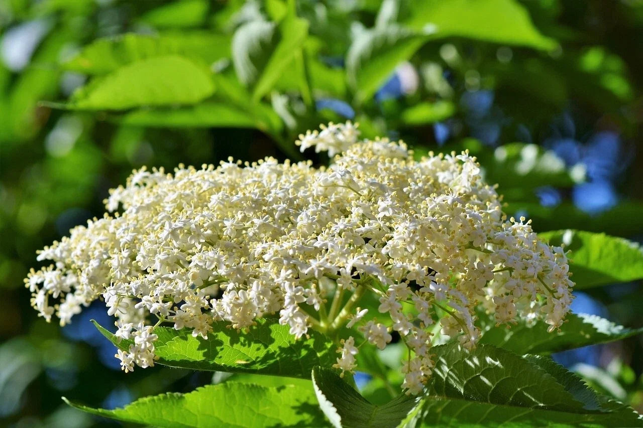 Adams Elderberry Cuttings - Healthy Unrooted Cuttings - Sambucus canadensis - (6 Pack)