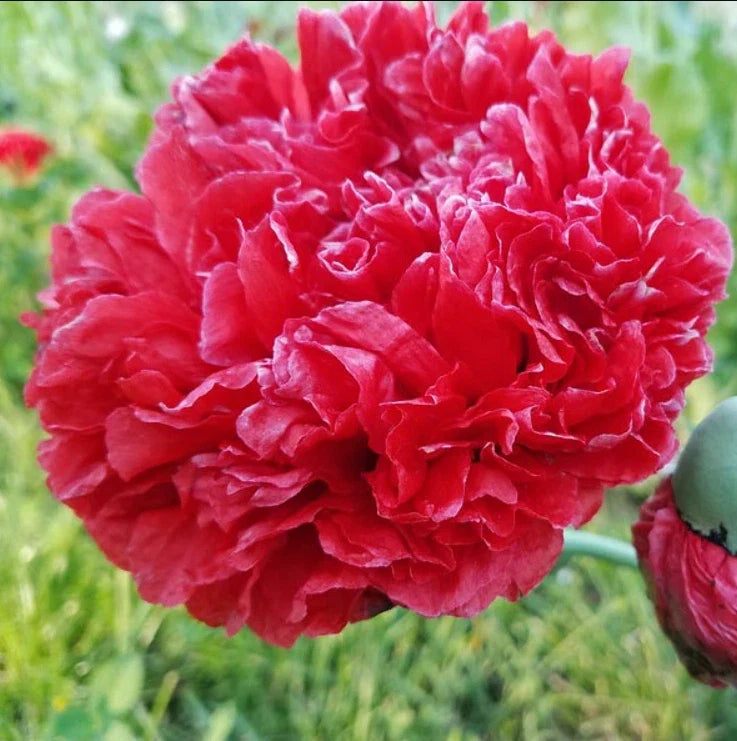 Poppy Seeds 200 Count Lucille Red Frosted Breadseed Peony Poppies Organic Papaver somniferum