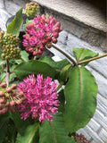 Common Milkweed Seeds for Planting (100 Seeds) - Asclepias syriaca - Native Pollinator Friendly Garden Flower