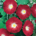 Red Morning Glory Seeds - 100 Count - Ipomoea coccinea - Vibrant Climbing Flower for Gardens and Landscaping