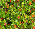 Scarlet Pimpernel Herb Seeds - 100+ Count, Anagallis arvensis, Burnett Rose, Ideal for Garden Planting