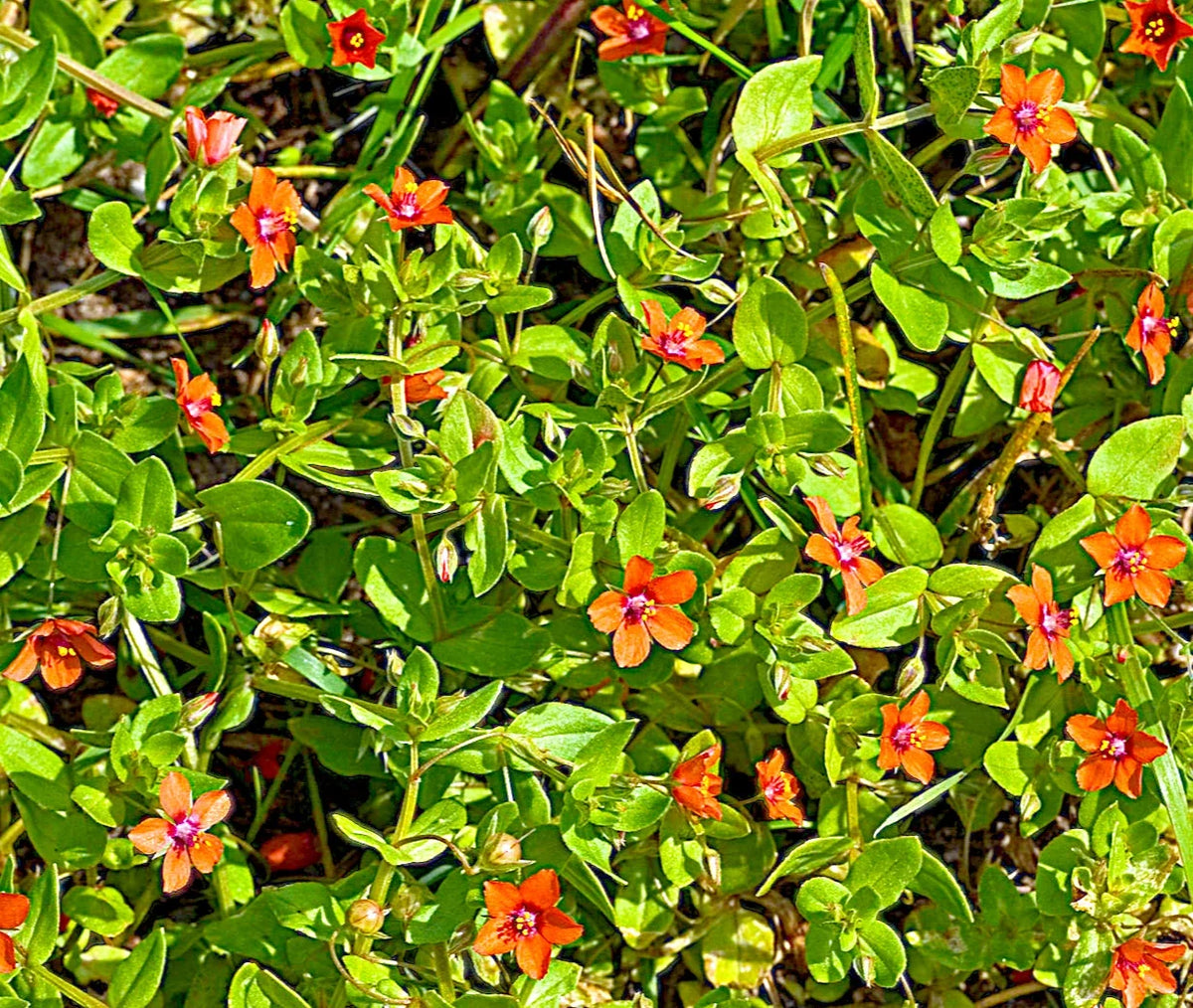Scarlet Pimpernel Herb Seeds - 100+ Count, Anagallis arvensis, Burnett Rose, Ideal for Garden Planting