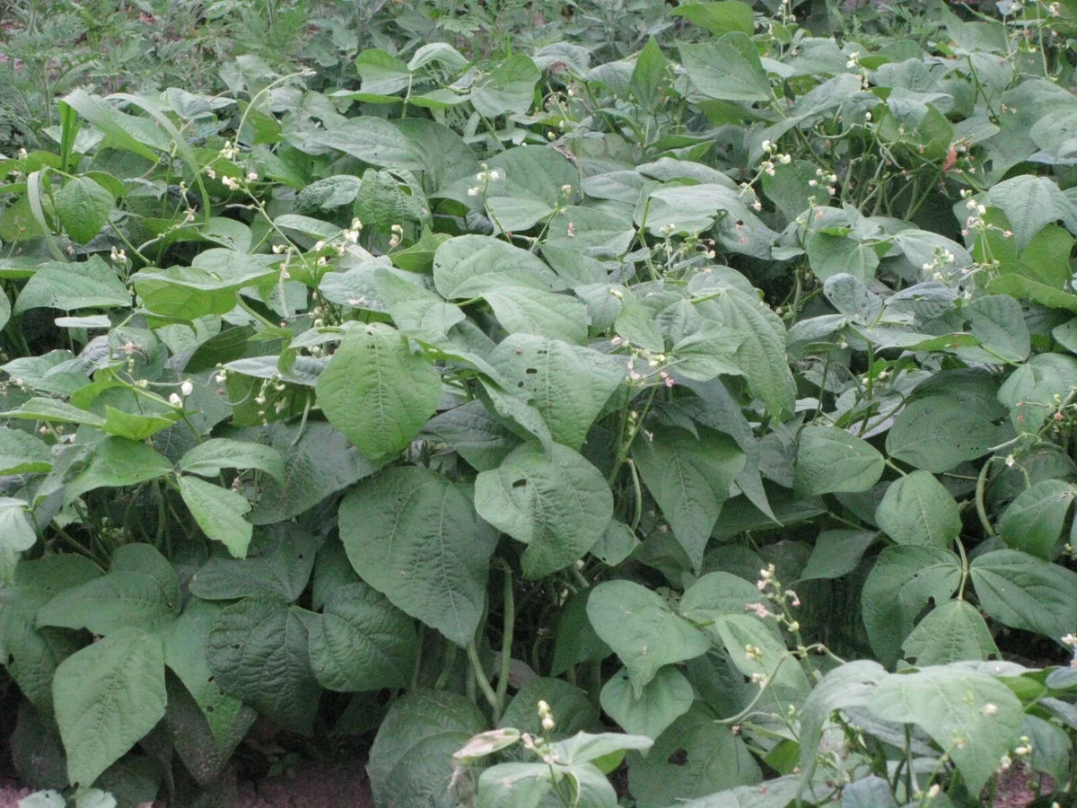 Jade Snap Bush Bean Seeds 50+ Count, Phaseolus vulgaris, Non-GMO, Heirloom, Home Garden, Vegetable Seeds