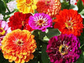 California Giant Zinnia Seeds - 100 Count - Vibrant Bright Colors - Zinnia elegans
