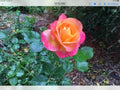 Rose Cuttings - Glowing Sunset Variety - Rosa spp.