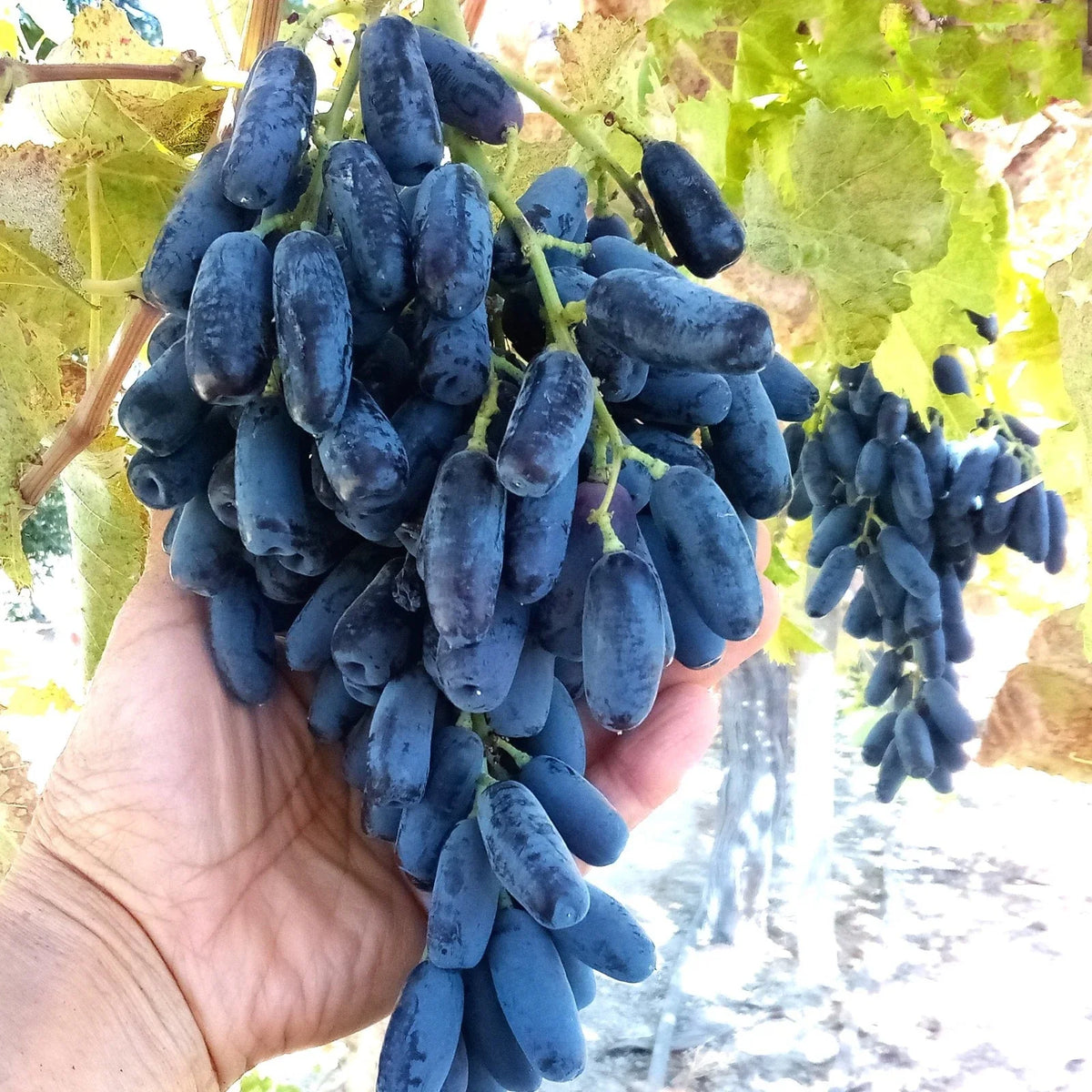 Lady Finger Vine Cuttings, Black Seedless Moon Drop Table Grape, Vitis vinifera