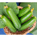 Wisconsin SMR 58 Cucumber Seeds - 31+ Non-Hybrid Summer Vegetable for Garden & Container - Cucumis sativus
