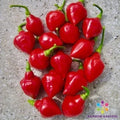 Spinning Tops Hot Pepper Seeds - 25+ Count for Garden Planting - Capsicum annuum - USA Grown